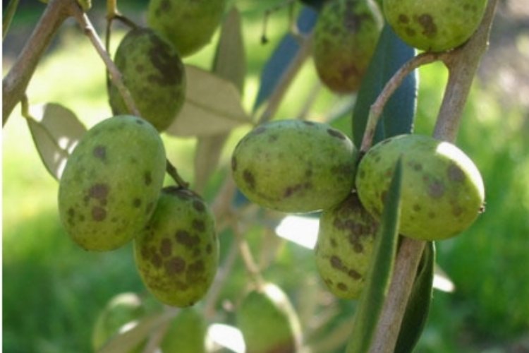 Bursa'da üreticilere 'Zeytin Halkalı Leke' ile mücadele uyarısı -