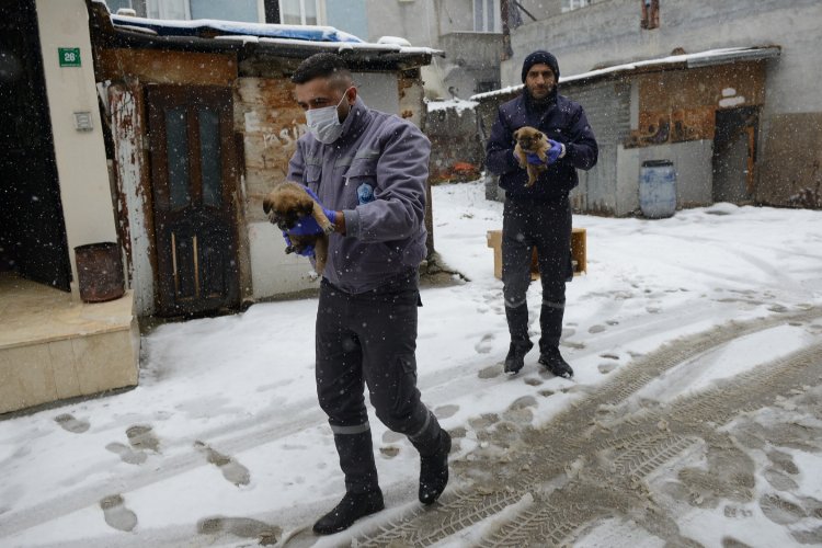 Bursa'da Yıldırım Belediyesi üç yavru köpeğe sıcak yuva oldu -