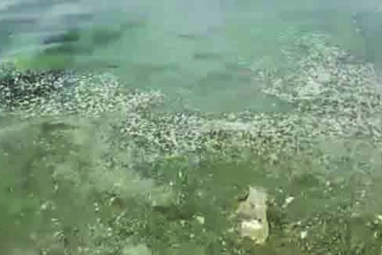 Bursa Gemlik sahillerinde müsilaj görüldü -