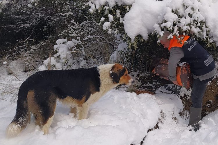 Bursa Gemlik'te can dostlara mama takviyesi -