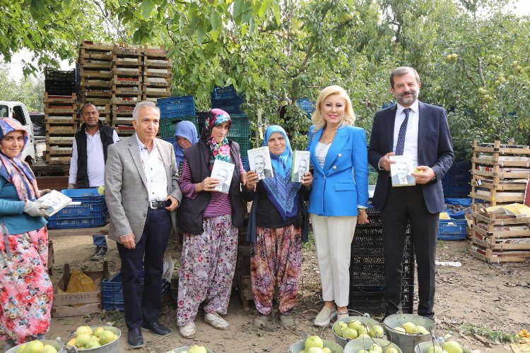 Bursa Gürsu'da gazeteciler kadınlarla birlikte armut topladılar -