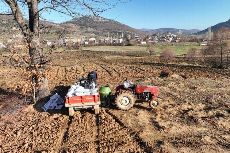 Bursa Gürsu'nun verimli ovasında 20 tonluk rekolte bekleniyor -