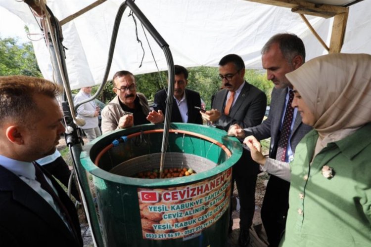 Bursa İnegöl'de ceviz hasadı başladı -