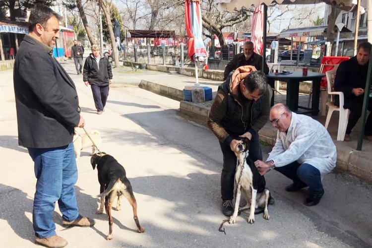 Bursa Mudanya'da 30 av köpeği kimliklendirildi -