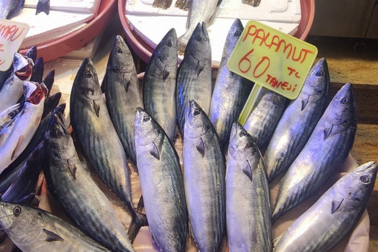 Bursa Mudanya'da balık tezgahlarında çeşitler arttı -