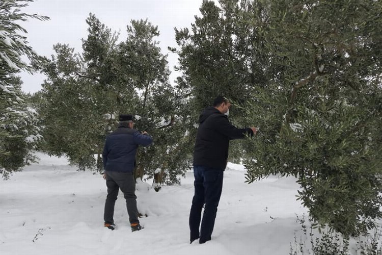 Bursa Mudanya'da bir çok zeytin ağacının dalı kara dayanamadı -