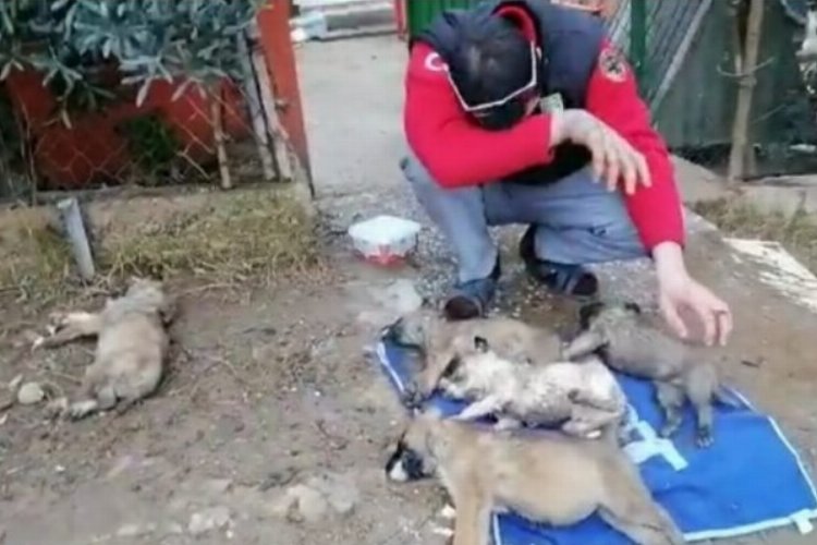 Bursa Mudanya'da hayvan katliamı -
