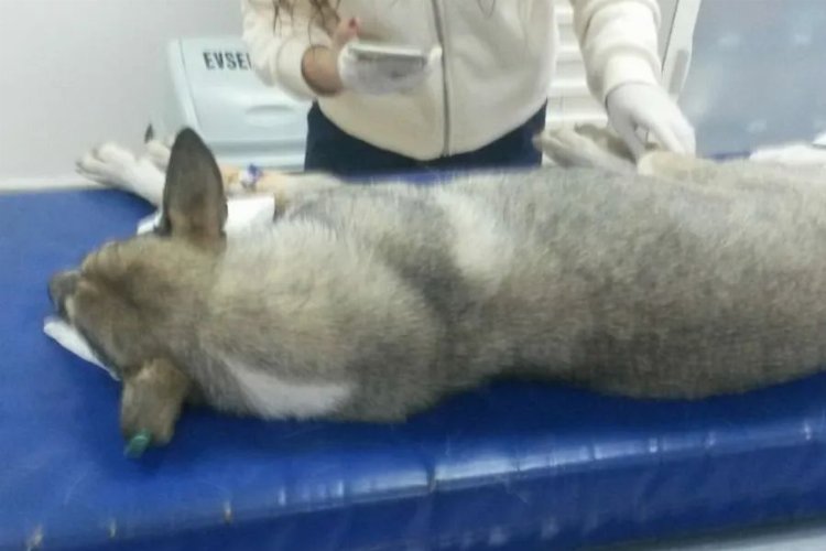 Bursa Mudanya'da telef olan köpeklerle ilgil i rapor çıktı -