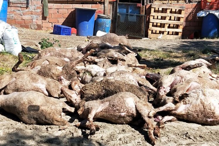 Bursa Mudanya kırsalında başıboş köpek saldırısı: 20 koyun telef oldu! -