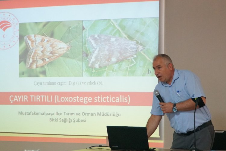Bursa Mustafakemalpaşa'da çayır tırtılı mücadelesine drone desteği -