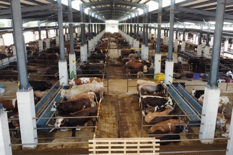 Bursa İnegöl Hayvan Pazarı'nda kurban hazırlıkları başladı -