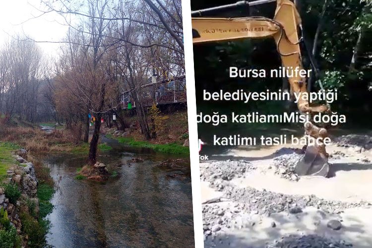 Bursa Nilüfer Belediyesi'nden Misi'de doğa katliamı! -