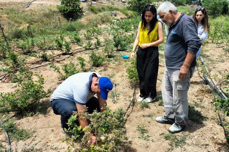 Bursa'nın dağ ilçelerindeki bahçelerden şüpheli numuneler alındı -