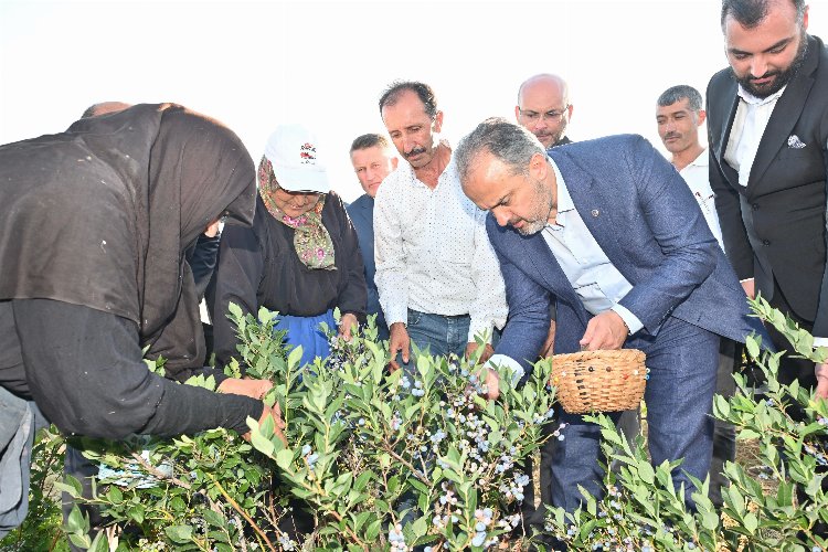 Bursa Orhaneli'de yaban mersininde hasat vakti -