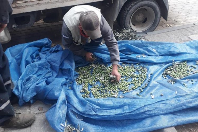 Bursa Orhangazi’de zeytinler ihtiyaç sahipleri için toplanıyor -