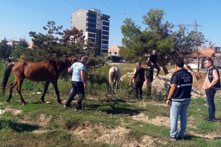 Bursa Osmangazi'de başıboş atlar Zabıta'dan kaçamadı! -