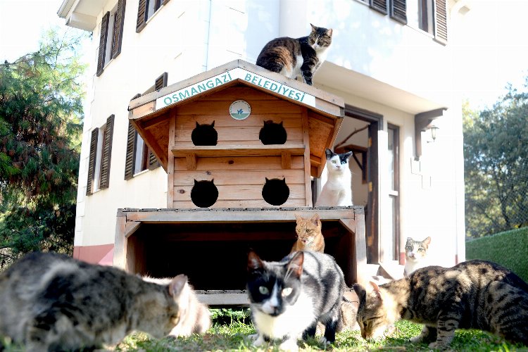 Bursa Osmangazi'de engelli can dostları koruma altında -