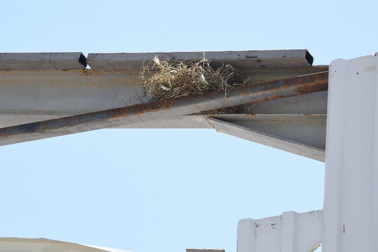 Bursa Osmangazi'de kaçak yapı yıkımını kuş yuvası durdurdu -