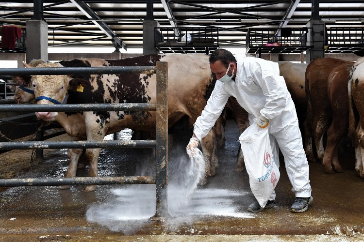 Bursa Osmangazi'de kurban pazarlarında sinekle mücadele -