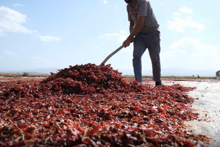 Bursa Ovaazatlı'nın toz biberi dünya mutfaklarında -