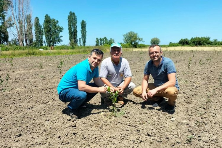 Bursa tıbbi aromatik üretim üssü olacak -