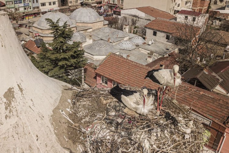 Bursa Yenişehir'de “Şungar Çifti” geleneği bozulmadı -