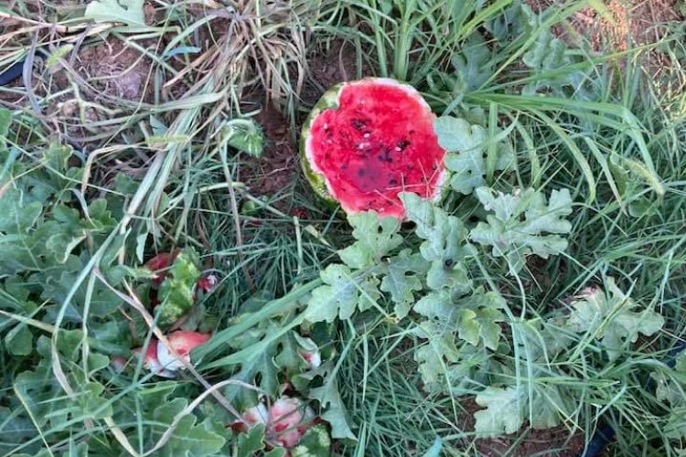 Bursa Yenişehir'de yaban hayvanları karpuzlara dadandı! Üretici çiftçiler helal etti! -