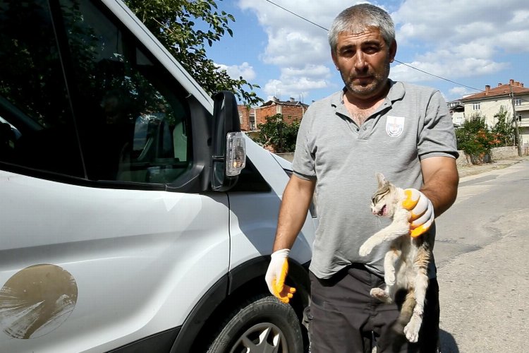 Bursa Yenişehir'de yaralı kediye belediye sahip çıktı -