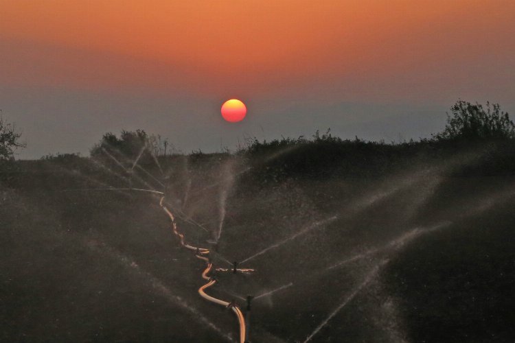 Bursa Yenişehir Ovası'nda kuraklık tehlikesi -