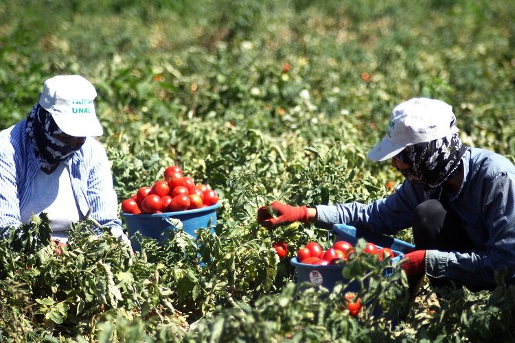 Bursa Yenişehirli çiftçi planlı ekim istiyor -