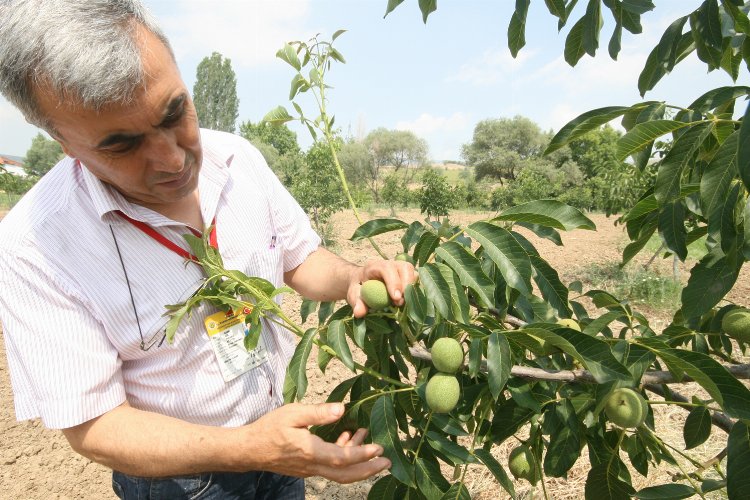 Bursa Yenişehirli meyve yetiştiricisine bilinçli budama çağrısı -
