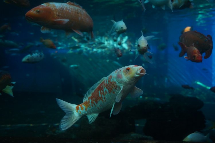 Bursa Yıldırım'da 'Tünel Akvaryum' ilgisi -