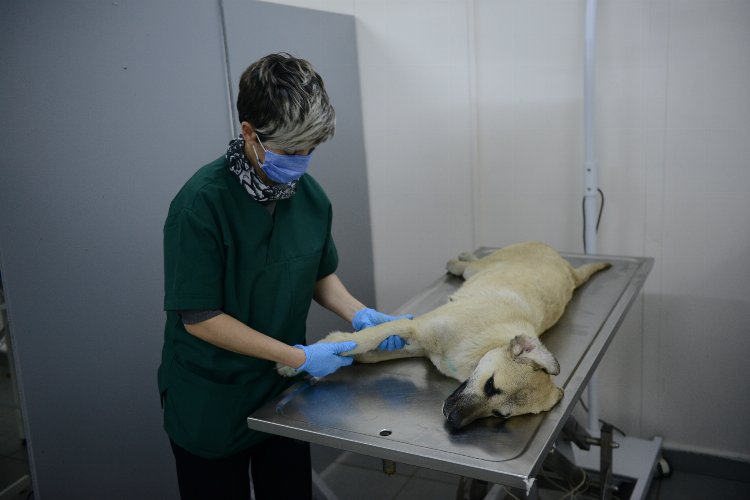 Bursa Yıldırım'da yaralı köpek ameliyatla hayata döndürüldü -