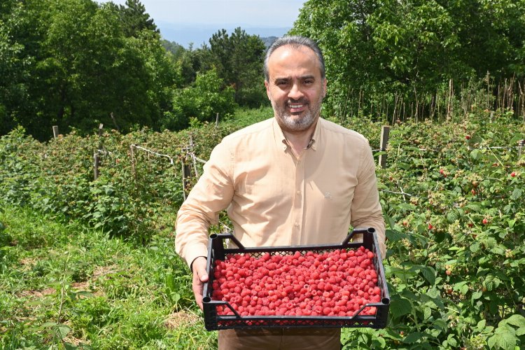 Bursalı çiftçinin hasat bayramı -