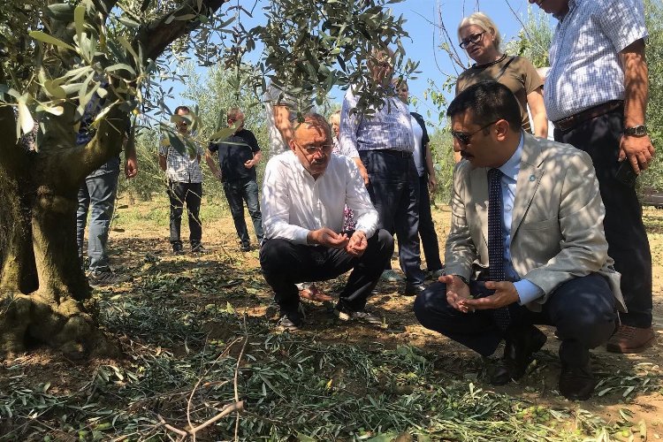 Bursalı çiftçinin zararı büyük -