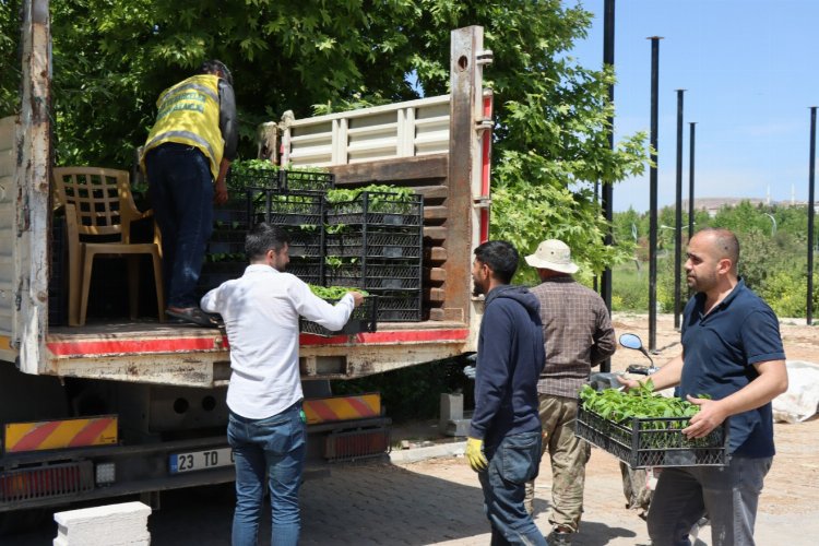 Büyükşehir’den vatandaşlara isot fidesi -