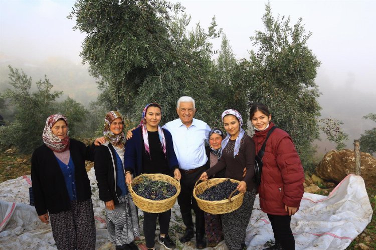 Büyükşehir Muğla zeytinin kalitesini arttırıyor -
