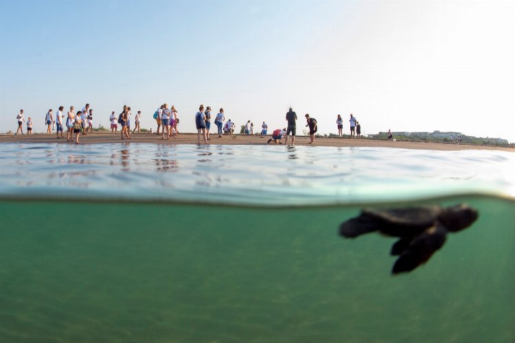 'Caretta Caretta'lar Akdeniz'le buluşturuluyor -