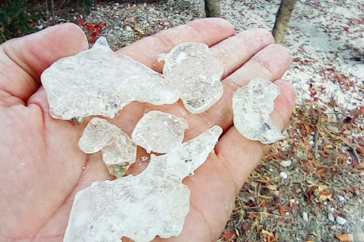 Çeşme Sakızı'nın Kıbrıs’a yolculuğu -