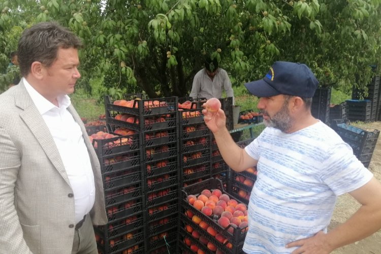 CHP'li Aydın: Böyle giderse şeftali üreticisi kalmayacak -