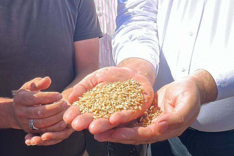 CHP'li Karasu: 1 kilo buğday, 1 bardak çay etmiyor! -