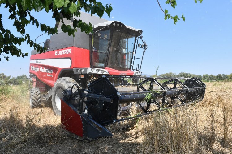 Çiğli Belediyesi'nden ilk buğday hasadı -
