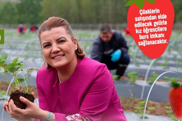 Çilek Köyü'nde hasat zamanı! Geliri eğitimde kullanılacak -