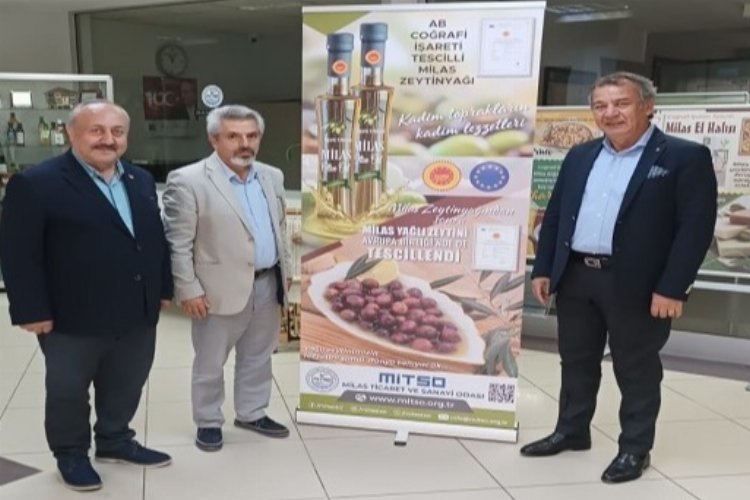 Coğrafi işaretli Milas zeytini 'Hasat Şenliği'nde taçlandı -