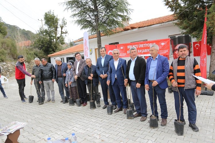 Dalaman'da Kaya İnciri ekimi -