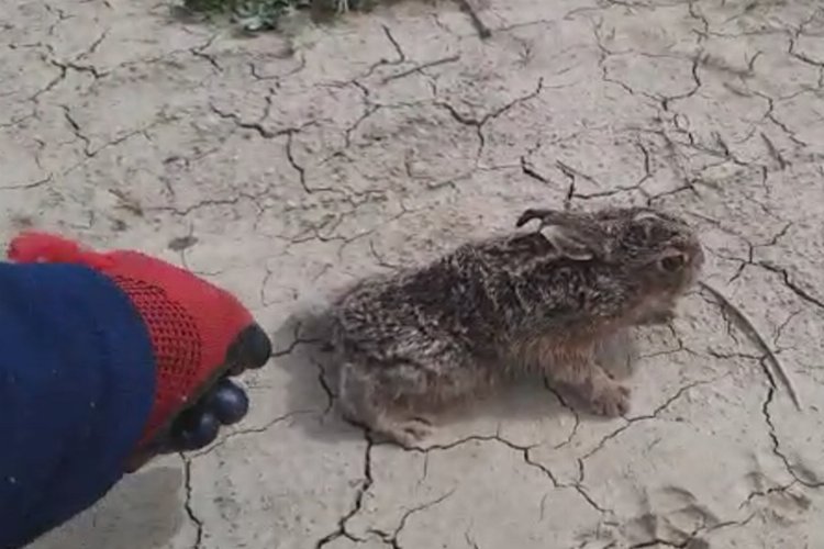 Davetsiz misafiri eliyle besledi, doğaya saldı -