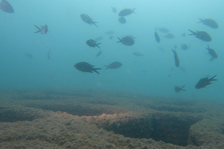 Denizde balıkların yuva sevinci! -