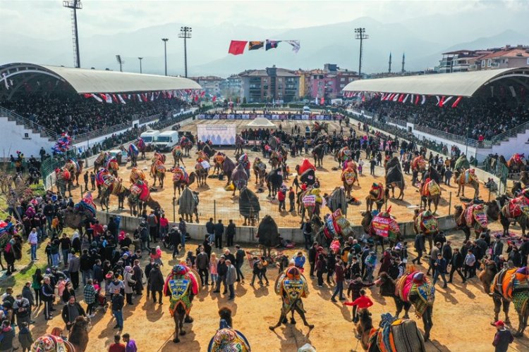 Denizli’de deve güreşi şöleni -