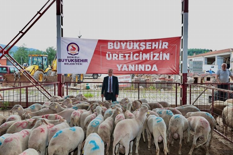 Denizli'de hayvancılığa 'büyük' destek -