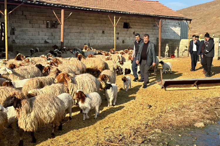 Depremden etkilenen yetiştiricilere 43 bin küçükbaş hayvan -